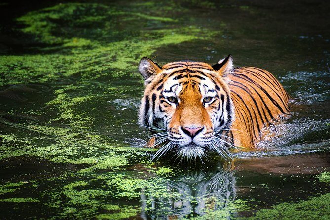 Delhi to Rishikesh & Corbett Tiger Reserve - Day Five: Farewell to the Jungle