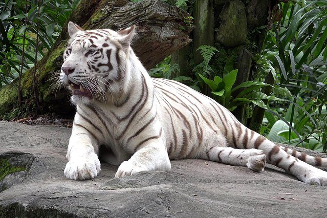 Delhi Zoo White Tigers & lions with Old Fort Visit - A Detailed Look at the Tour Experience