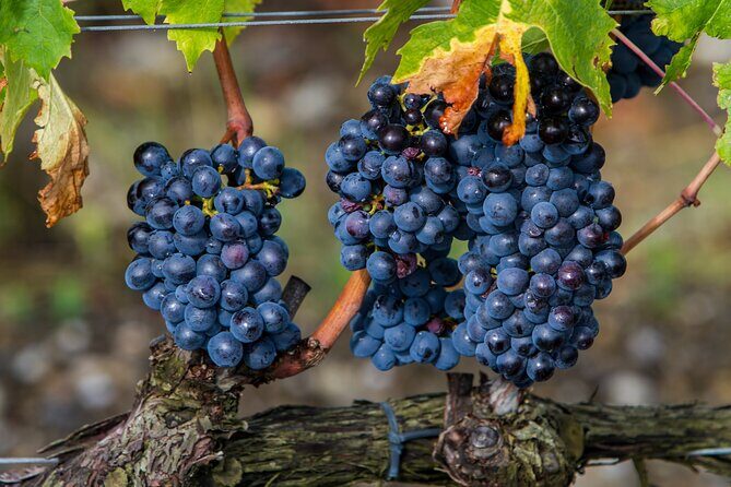 Delightful Tuscany wine experience in charming places - FAQs