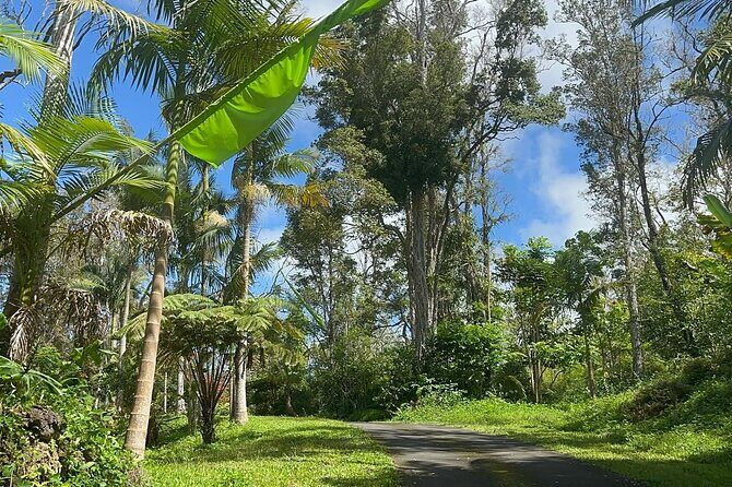 Deluxe Coffee Culture Tour from Berry to Brew in 60 Minutes - An In-Depth Look at the Coffee Culture Tour