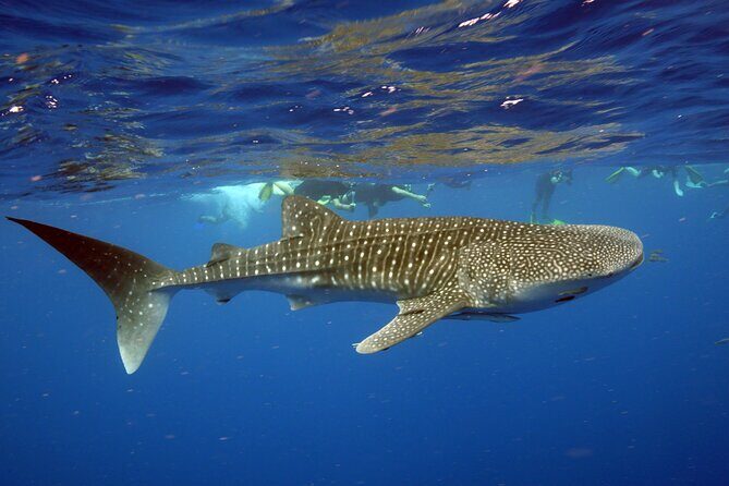 Deluxe Mega Fauna Humpback or Whaleshark Swim Ningaloo Reef - An In-Depth Look at the Tour Experience