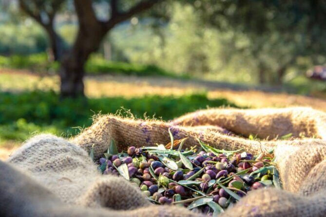 Deluxe Mykonos Tour for Cruise Passengers - Who Should Consider This Tour?