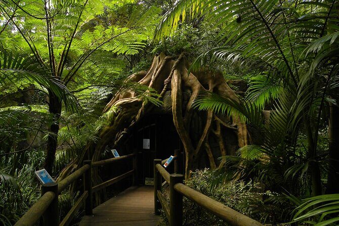 Deluxe Springbrook & Mt Tamborine Glow Worms and famous Skywalk - The value of this tour