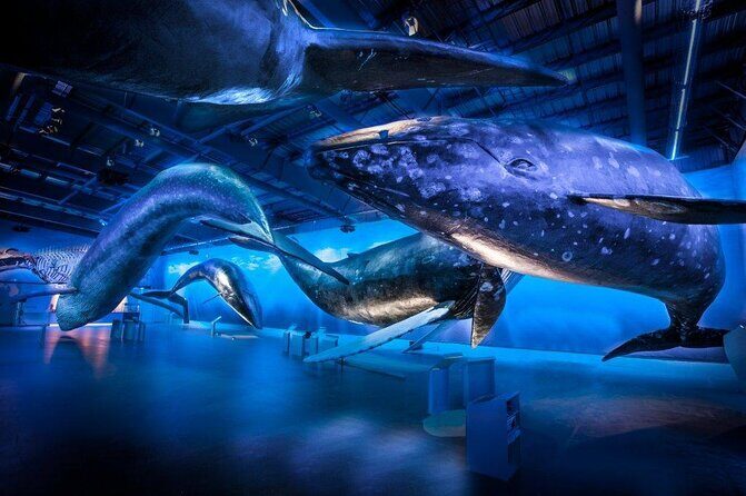 Deluxe Whale Watching and Whales of Iceland Exhibition Combo from Reykjavik - An Honest Look at the Deluxe Whale Watching and Whales of Iceland Exhibition Combo from Reykjavik