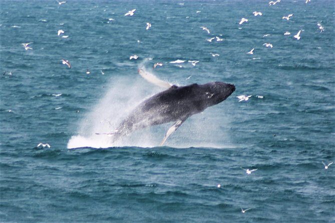 Deluxe Whale Watching and Whales of Iceland Exhibition Combo from Reykjavik - Key Points