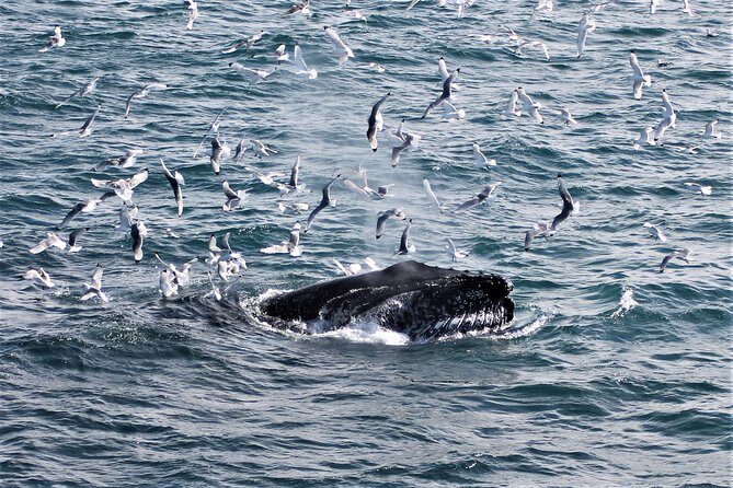 Deluxe Whale Watching and Whales of Iceland Exhibition Combo from Reykjavik - The Boat Experience and Comfort
