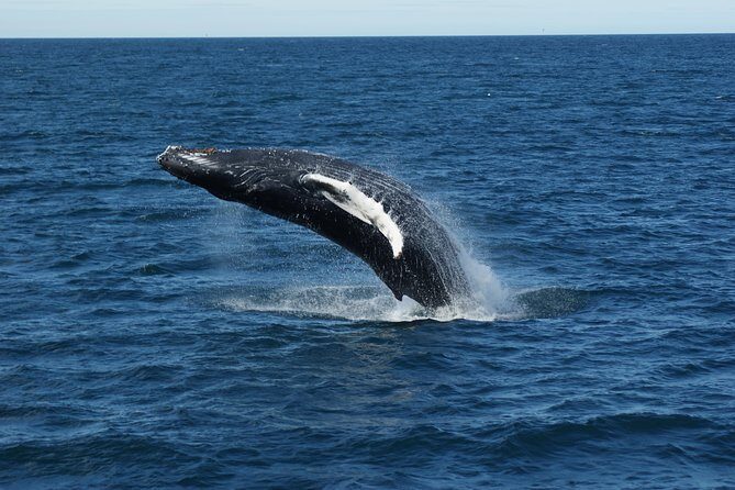 Deluxe Whale Watching and Whales of Iceland Exhibition Combo from Reykjavik - Practical Tips for the Tour