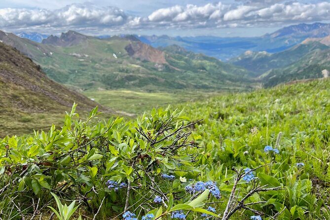 Denali 4 Hour Hiking Adventure with Naturalist Guide - Key Points