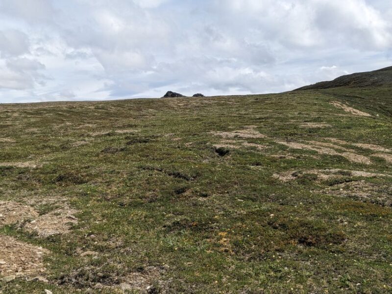 Denali: 5 Hour Guided Into The Mountains Hiking Tour - An Authentic Wilderness Experience in Denali