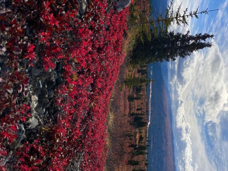 Denali: Denali National Park Walking Tour - Post-Walk Relaxation