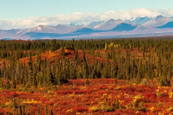 Denali Highway Overnight Excursion - Price and Value: Is It Worth It?