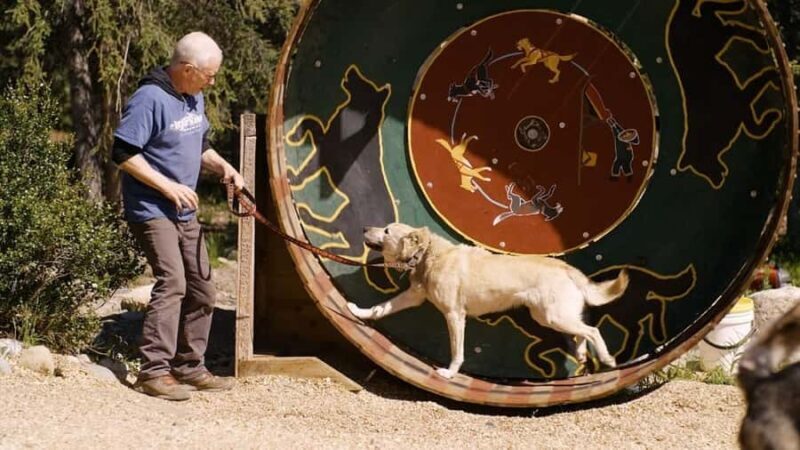 Denali: Husky Homestead Tour - Exploring Husky Homestead: What to Expect