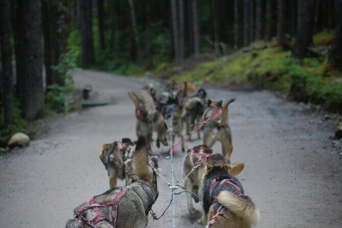Denali Husky Kennel & Brewpub Visit  Half-Day Experience - What to Expect from the Tour