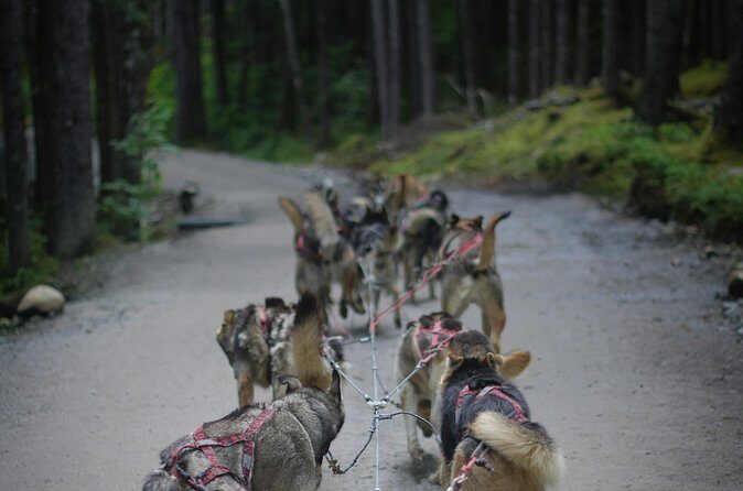 Denali Husky Kennel & Brewpub Visit  Half-Day Experience - Final Thoughts