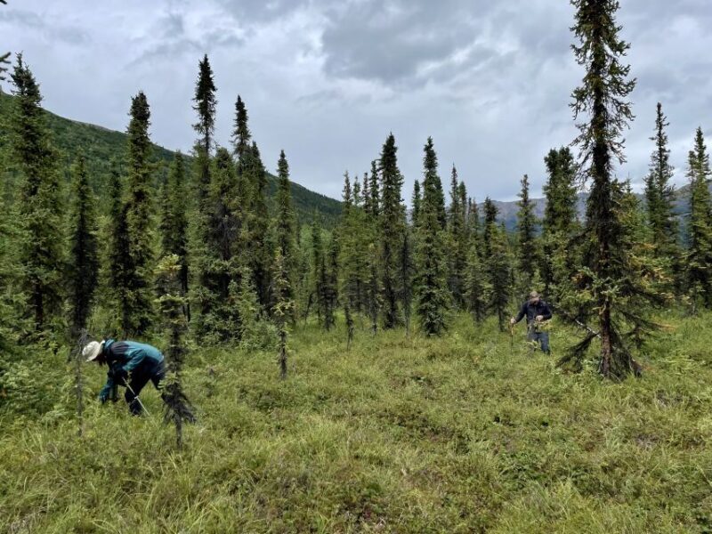 Denali: Naturalist Walking Tour in Denali National Park - Who Should Consider This Tour?