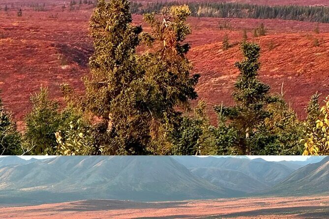 Denali Summer Winter Trial Shuttle with Professional Camera - Detailed Breakdown of the Itinerary