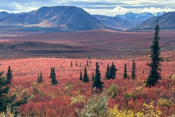 Denali Summer Winter Trial Shuttle with Professional Camera - Pricing and Value Analysis