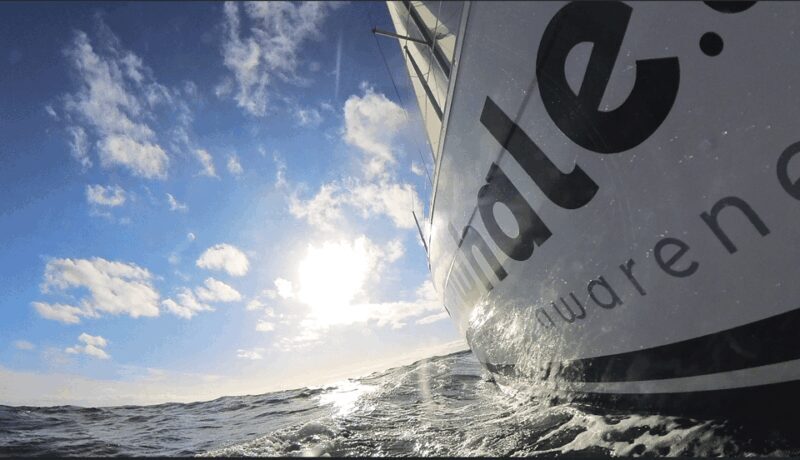 Denia: Sunset Electric Sailboat Cruise with Dolphin Spotting - Authentic Insights from Reviews