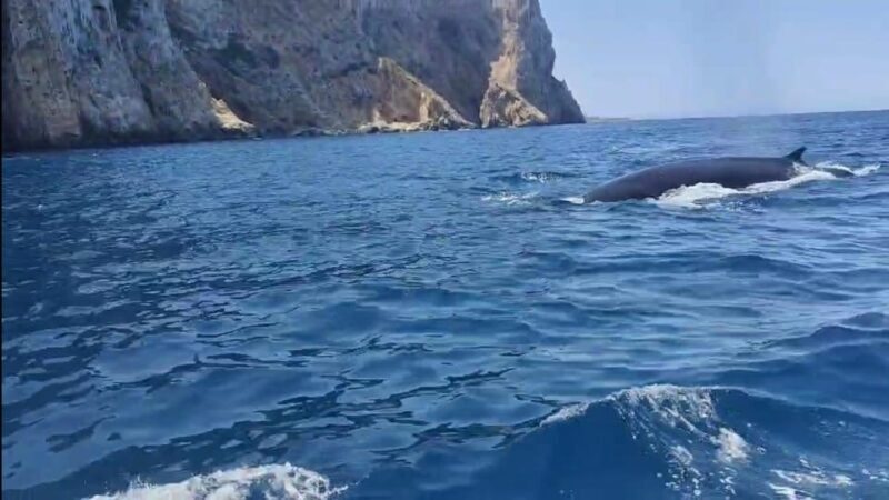 Denia: The fascination of diving on the Costa Blanca - The Sum Up