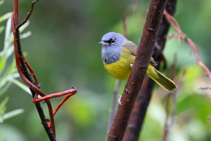 Denver: Birding Basics and Beyond - Why We Think This Tour Is Worth Considering