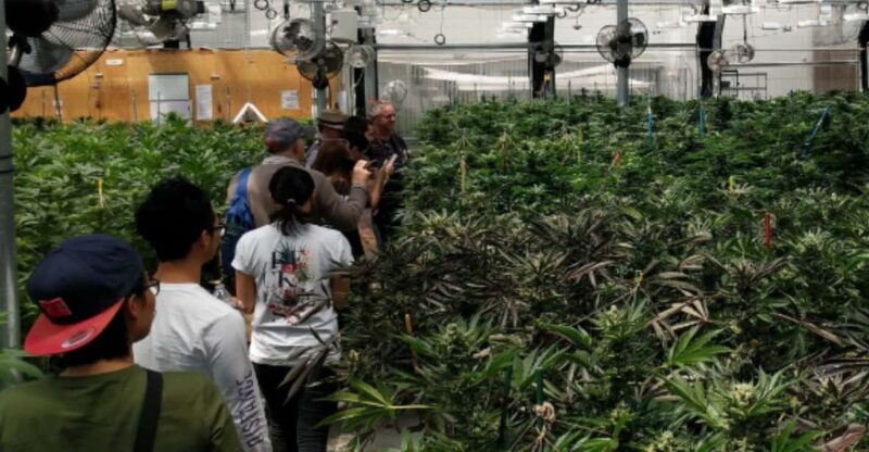 Denver: Buds & Brews Cannabis Grow Tour and Brewery Visit - A Closer Look at the Experience