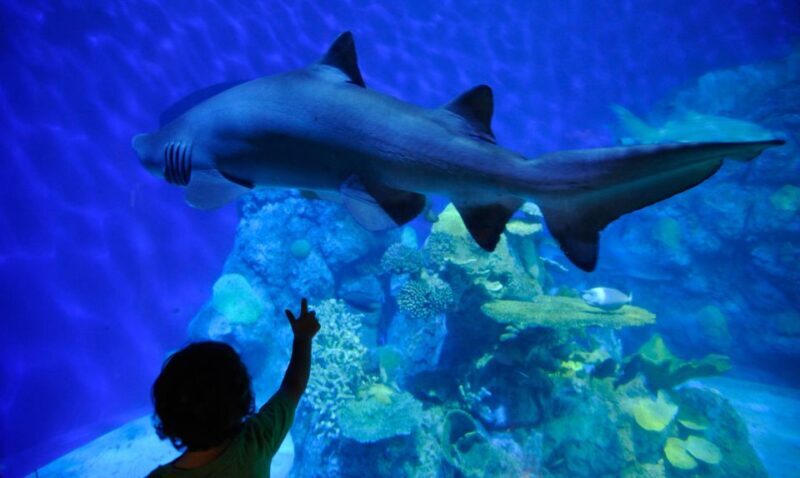 Denver: Downtown Aquarium All-Day Pass - Experience Overview: What to Expect