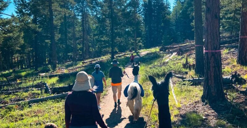 Denver: Llama Hike in the Rocky Mountains - Final Thoughts: Who Should Consider This Llama Hike?