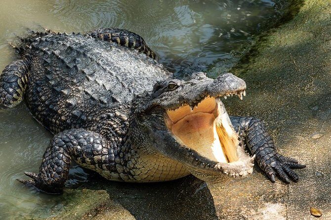 Depart from Miami to discover the Everglades with Airboat tour included! - Who Will Love This Tour?