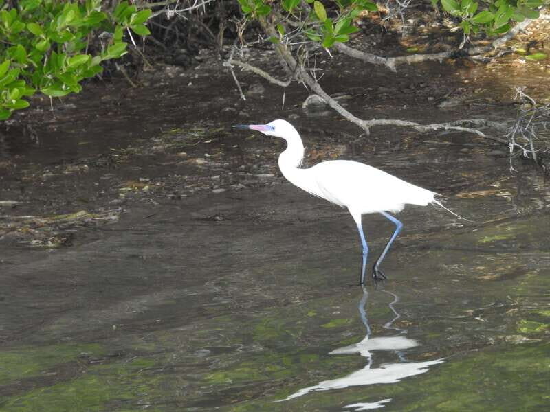 Desde Holbox: SunSea- SUNSET Kayak - Exploring Holbox’s Mangroves and Sunset by Kayak