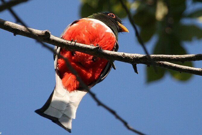 Desembocada and Ameca River Bird Paradise (Wetland and Tropical birds in PV) - Final Thoughts