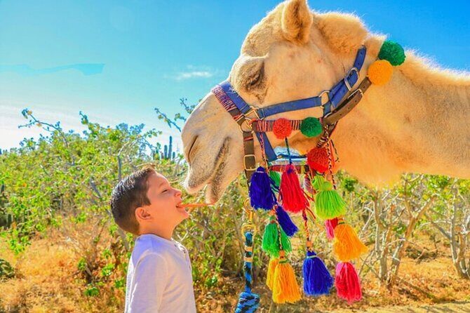 Desert & sea, Camel Safari tour in Los Cabos with lunch - Final Thoughts
