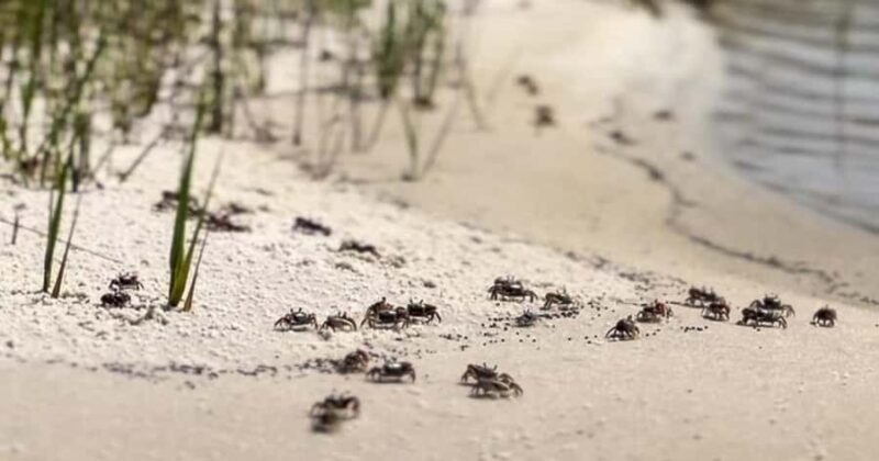 Destin: Clear Kayak Eco Tour with Island Stops - Key Points