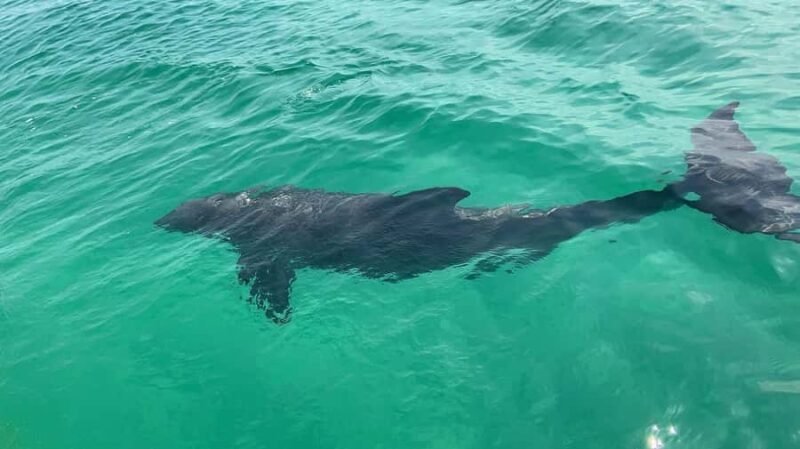 Destin: Crab Island Morning Cruise w/ Paddleboarding - FAQ