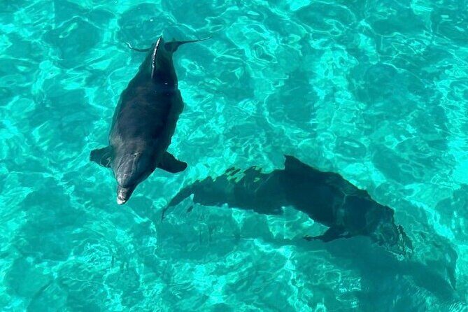 Destin Dolphin and Snorkeling Adventure Speedboat Tour - Who Will Love This Experience?