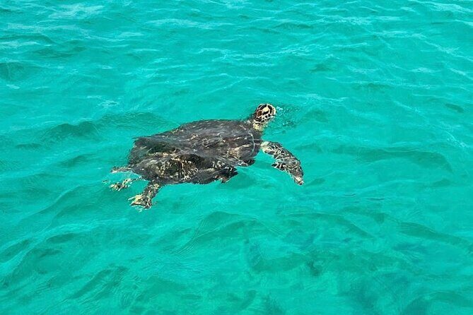 Destin Dolphin and Snorkeling Adventure Speedboat Tour - FAQ