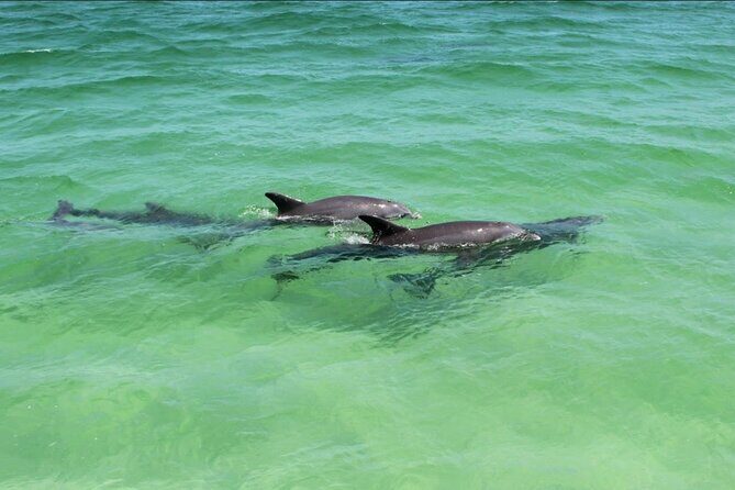 Destin Dolphin and Sunset Cruise - The Itinerary: What to Expect on the Water