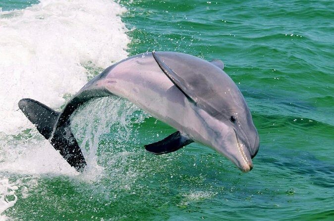 Destin Dolphin and Sunset Cruise - FAQ