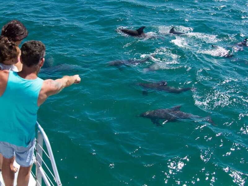 Destin: Dolphin Watching Cruise - Key Points:
