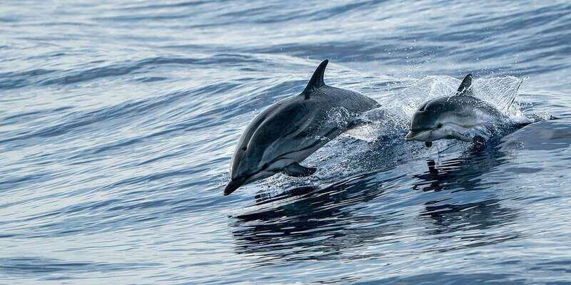 Destin: Dolphin Watching Cruise - Practical Details and Tips