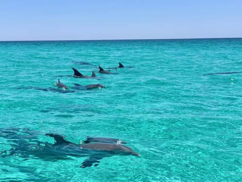 Destin: Private Morning Dolphin Cruise - What Travelers Say