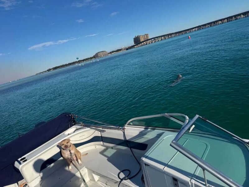Destin: Private Morning Dolphin Cruise - The Sum Up