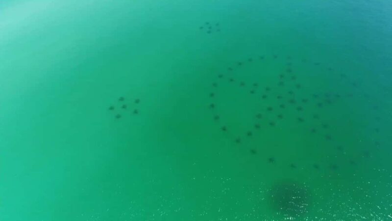 Destin: Reef Snorkeling Adventure - Key Points