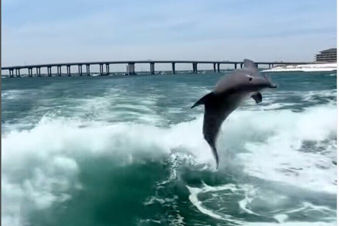 Destin Shelling and Dolphin Adventure - Key Points