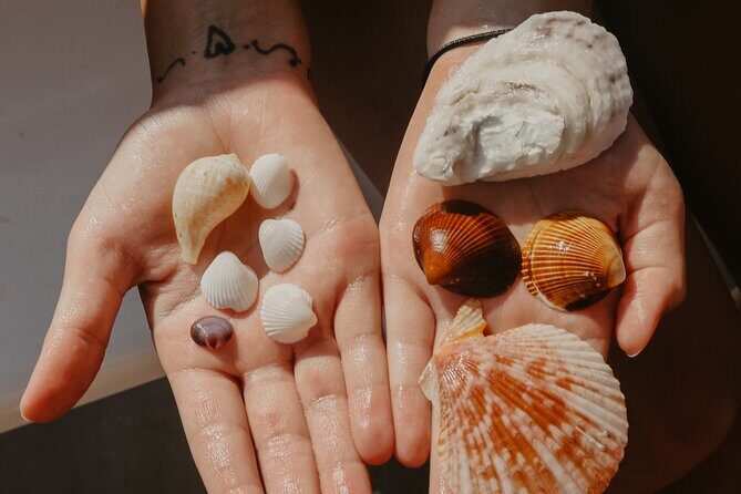 Destin Shelling and Dolphin Adventure - Who Should Consider This Tour?