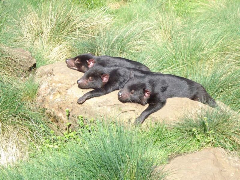 Devils at Cradle: Day Keeper Tour and Entry to Wildlife Park - Key Points