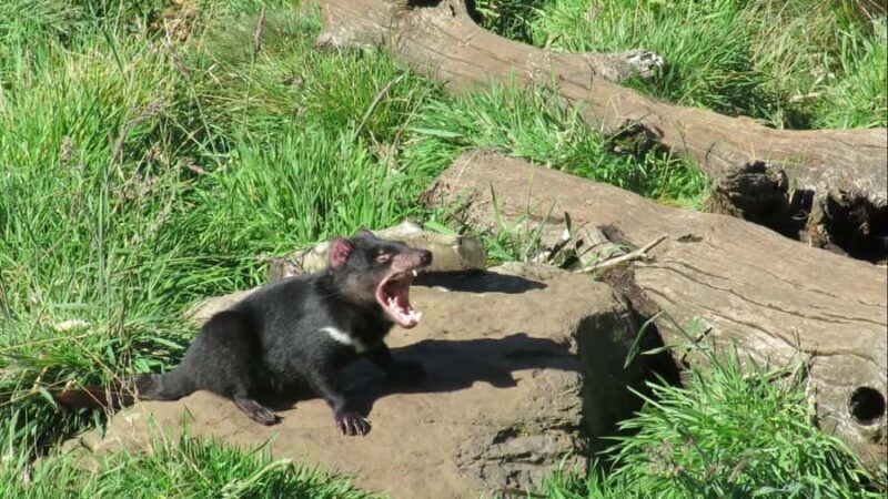 Devils at Cradle: Day Keeper Tour and Entry to Wildlife Park - Why It’s a Great Value