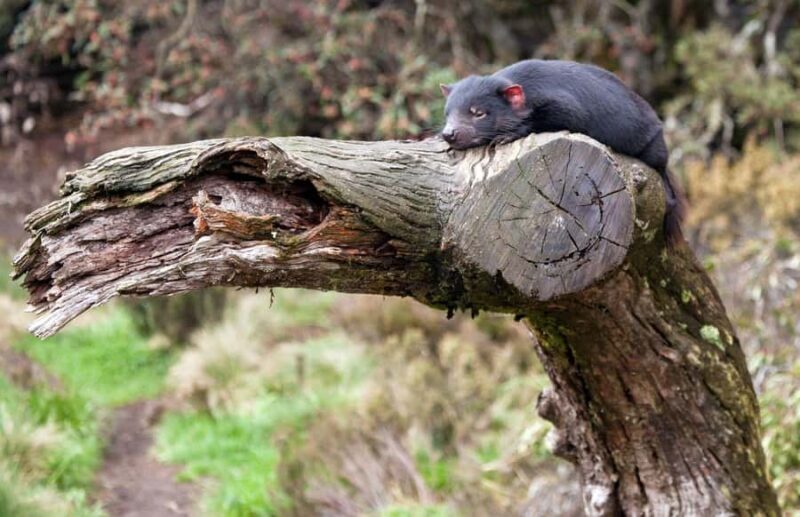 Devils at Cradle: Day Keeper Tour and Entry to Wildlife Park - Accessibility and Practical Tips