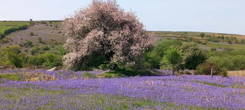 Devon: Dartmoor National Park Guided Tour - An In-Depth Look at What to Expect