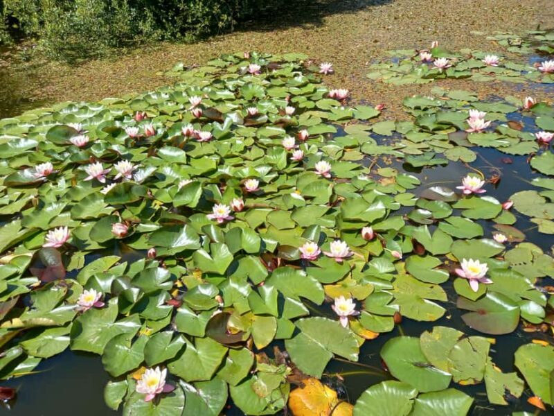 Devon: Dartmoor National Park Guided Tour - Final Thoughts