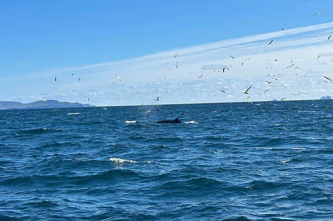 Dingle Boat Tours RIB Adventure Private - What to Expect from the Dingle RIB Adventure